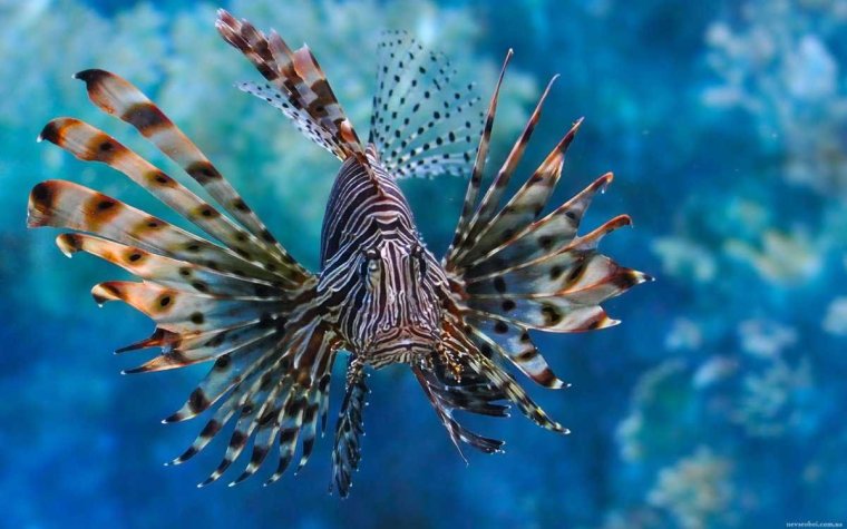 Крылатка-Зебра чернополосая