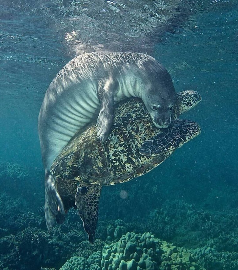 Морские животные