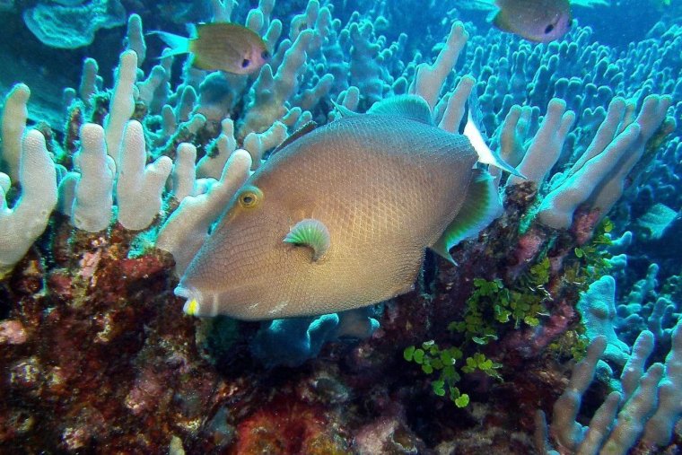 Подводные жители океана