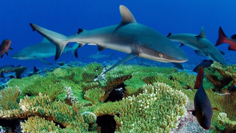 Рифовые акулы на Мальдивах