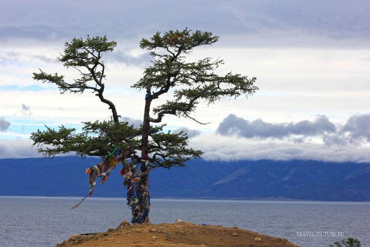 Фауна Ольхона