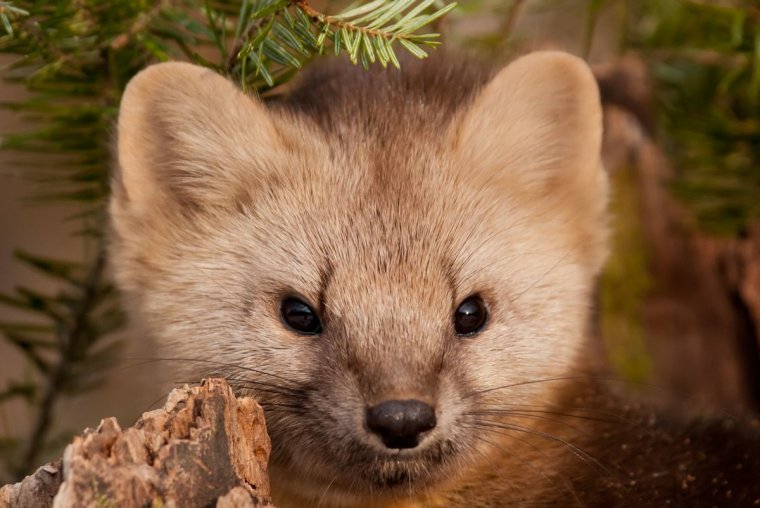 Байкальский заповедник Баргузинский Соболь