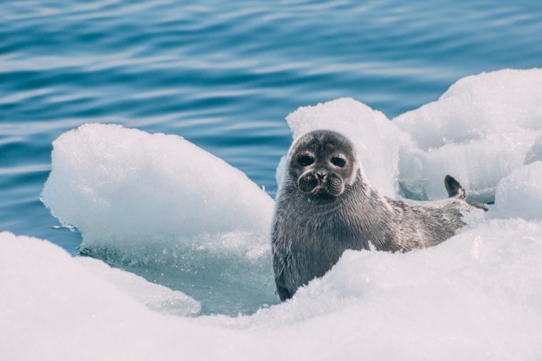 Байкальская кольчатая Нерпа