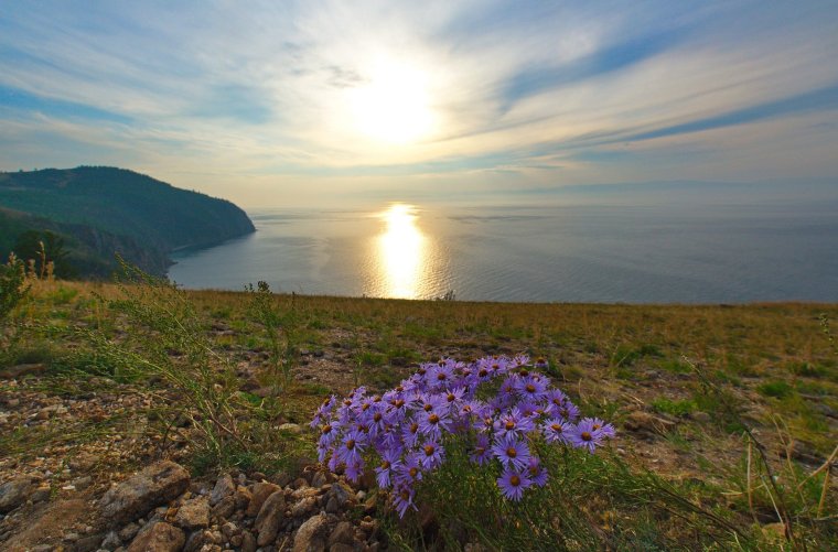 Ольхон Байкал растения