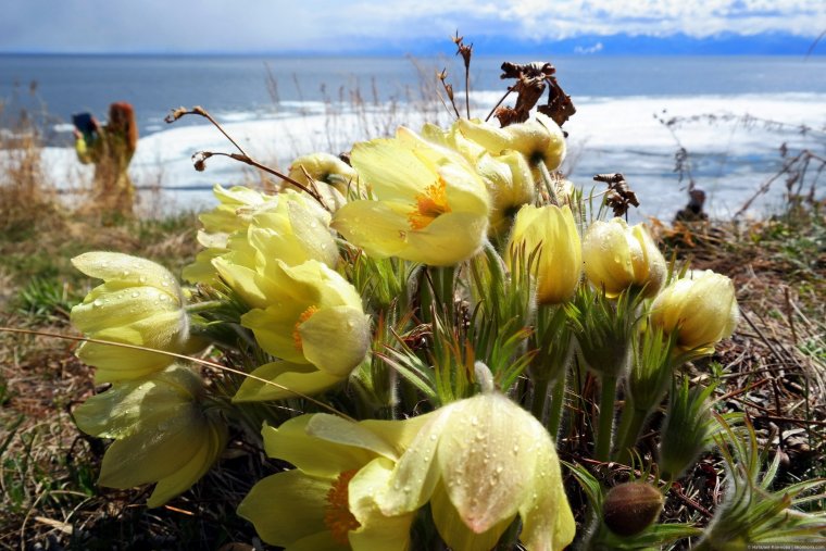 Прибайкальский парк Флора
