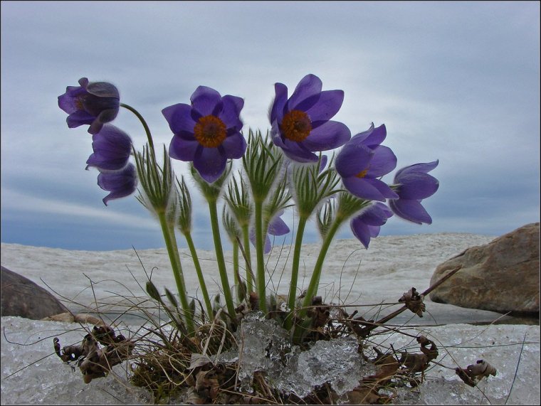 Подснежники на Байкале