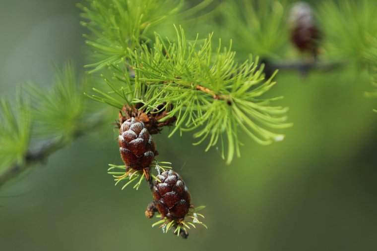 Байкальский биосферный заповедник Флора