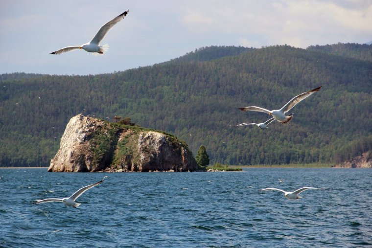 Флора и фауна озера Байкал