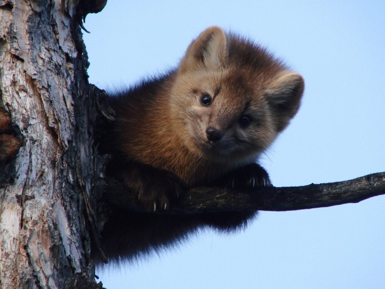 Байкальский заповедник Баргузинский Соболь