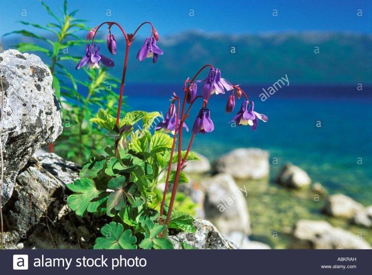 Растения эндемики озера Байкал