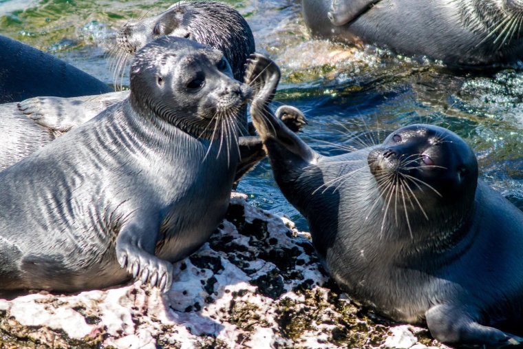 Тюлень Нерпа Байкал
