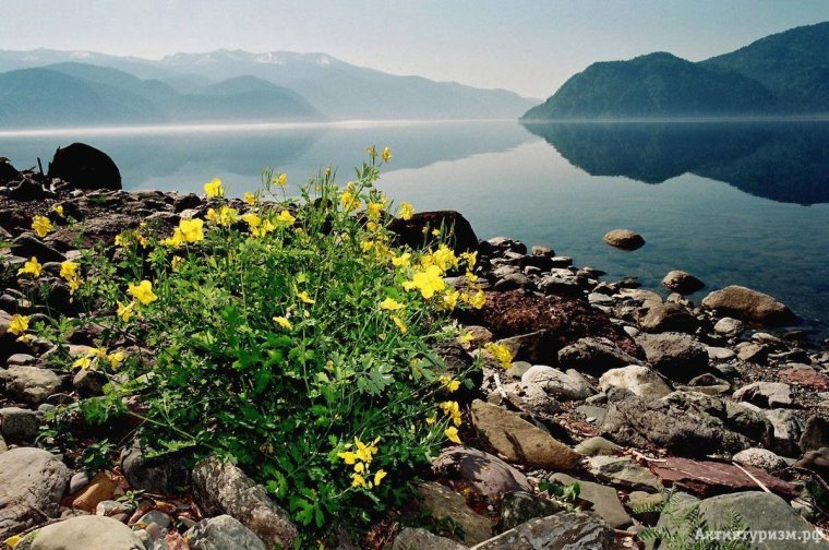 Телецкое озеро Алтай растения