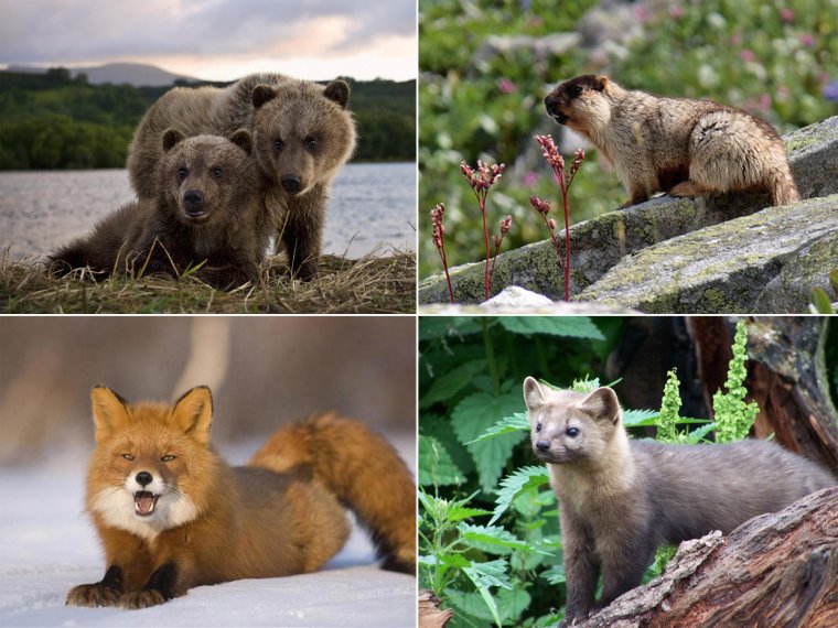 Озеро Байкал фауна