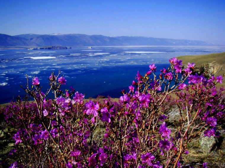 Багульник на Байкале