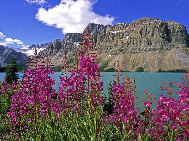 Цветы Канады Банф