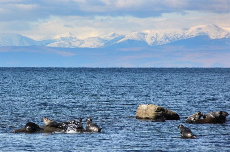 Озеро Байкал Нерпа