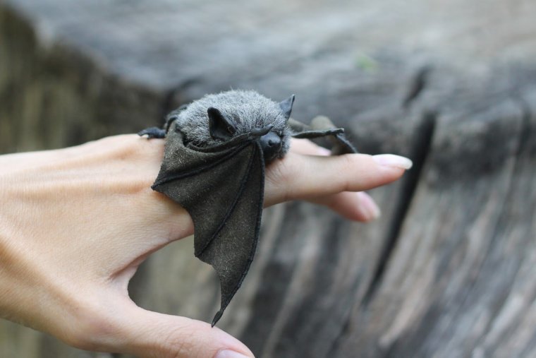 Наина летучая мышь