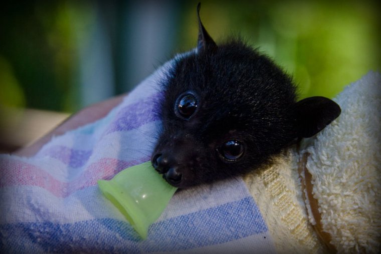 Нильский крылан детеныш