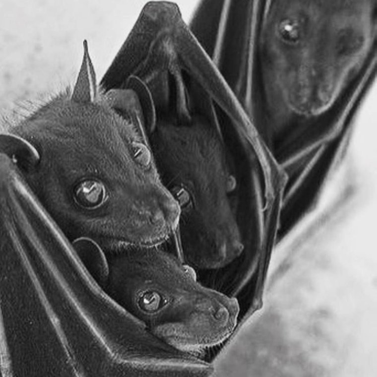 Летучая мышь Эстетика тумблер