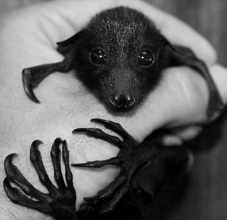 Я ночь я страх я мимими