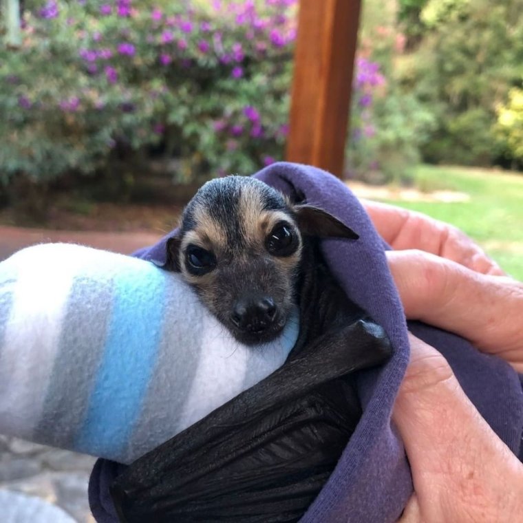 Пьяная летучая мышь