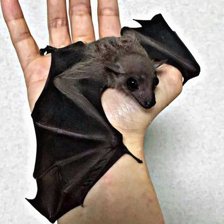 Крылан летучая лисица альбинос