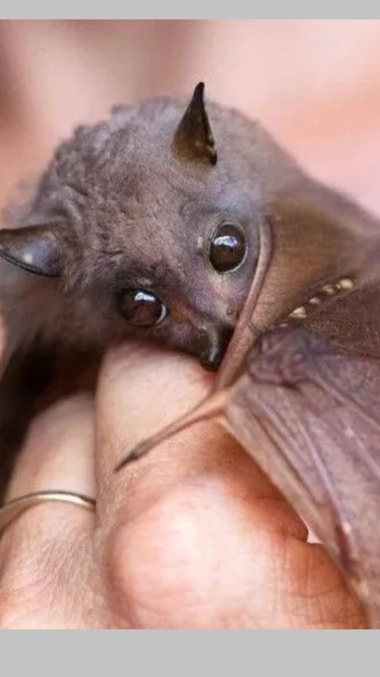 Нильский крылан Эстетика