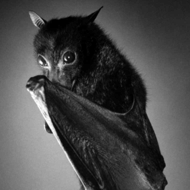 Летучая мышь