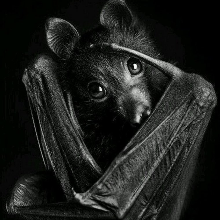Летучая мышь