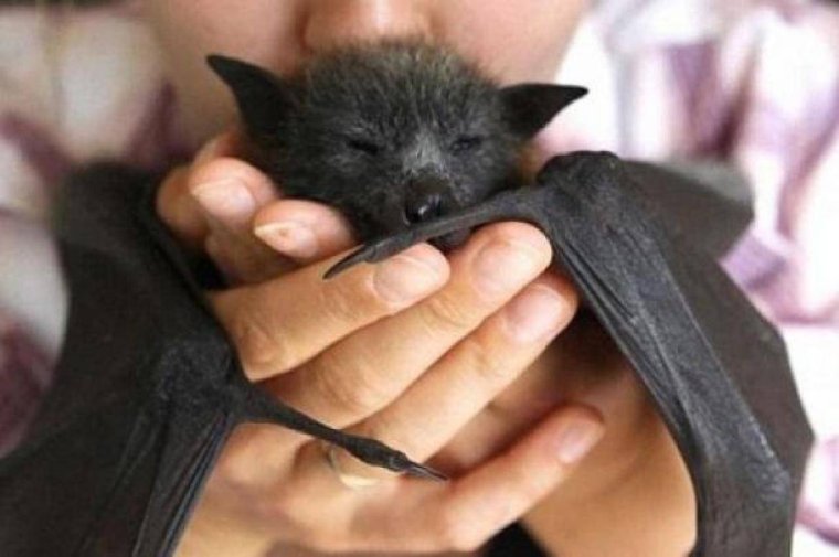 Домашние летучие мыши