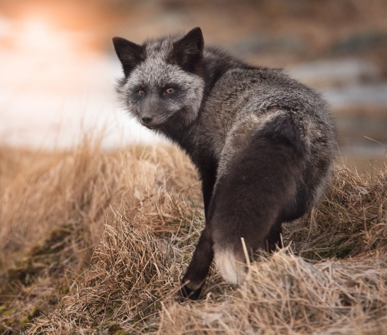 Лиса чернобурка