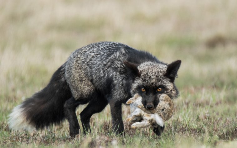 Песец меланист