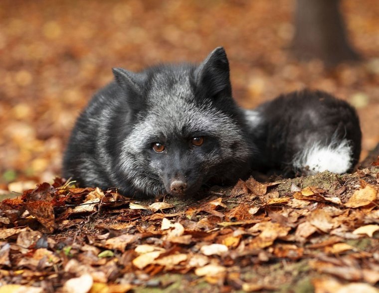 Канадская чернобурая лиса