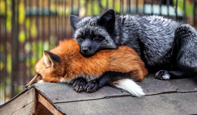 Чернобурая лиса в природе