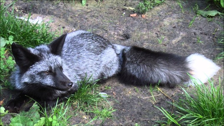 Норвежская чернобурка