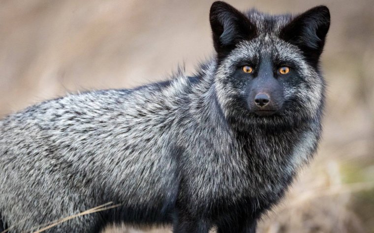 Канадская лиса чернобурка