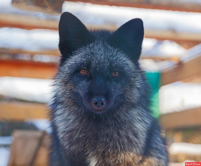 Лиса чернобурка