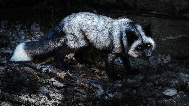 Silver Fox animal