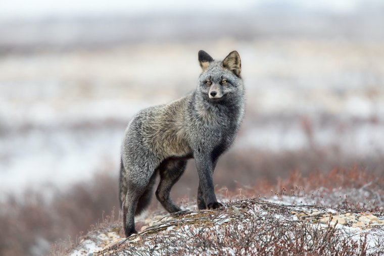 Темно серая лиса