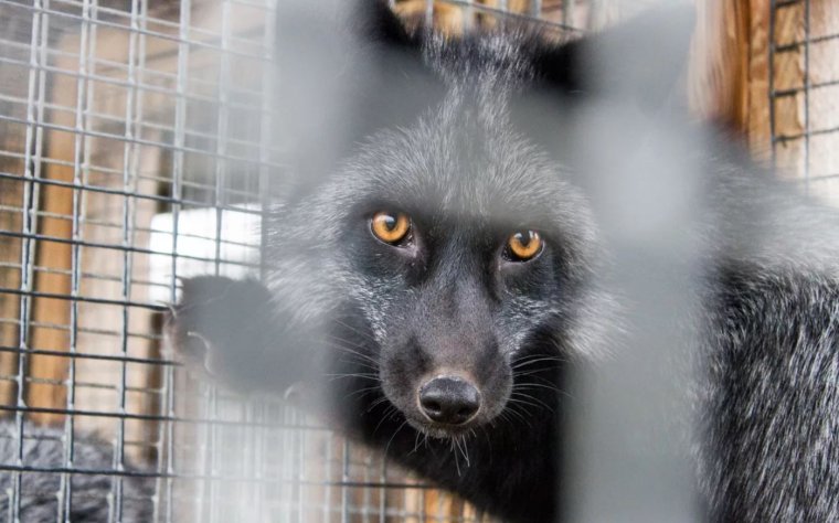 Песец на звероферме