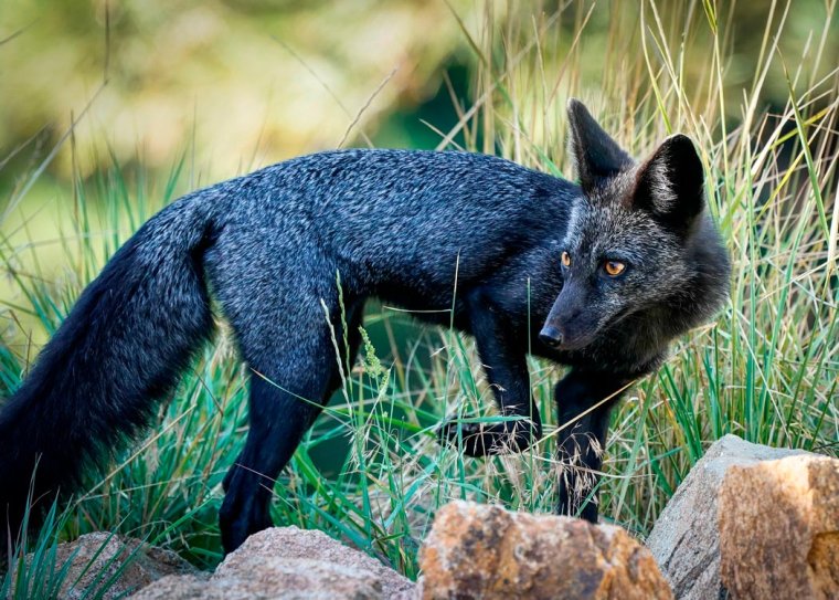 Чернобурая лиса