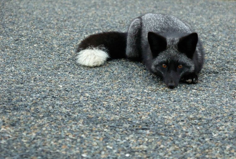 Чернобурая лиса