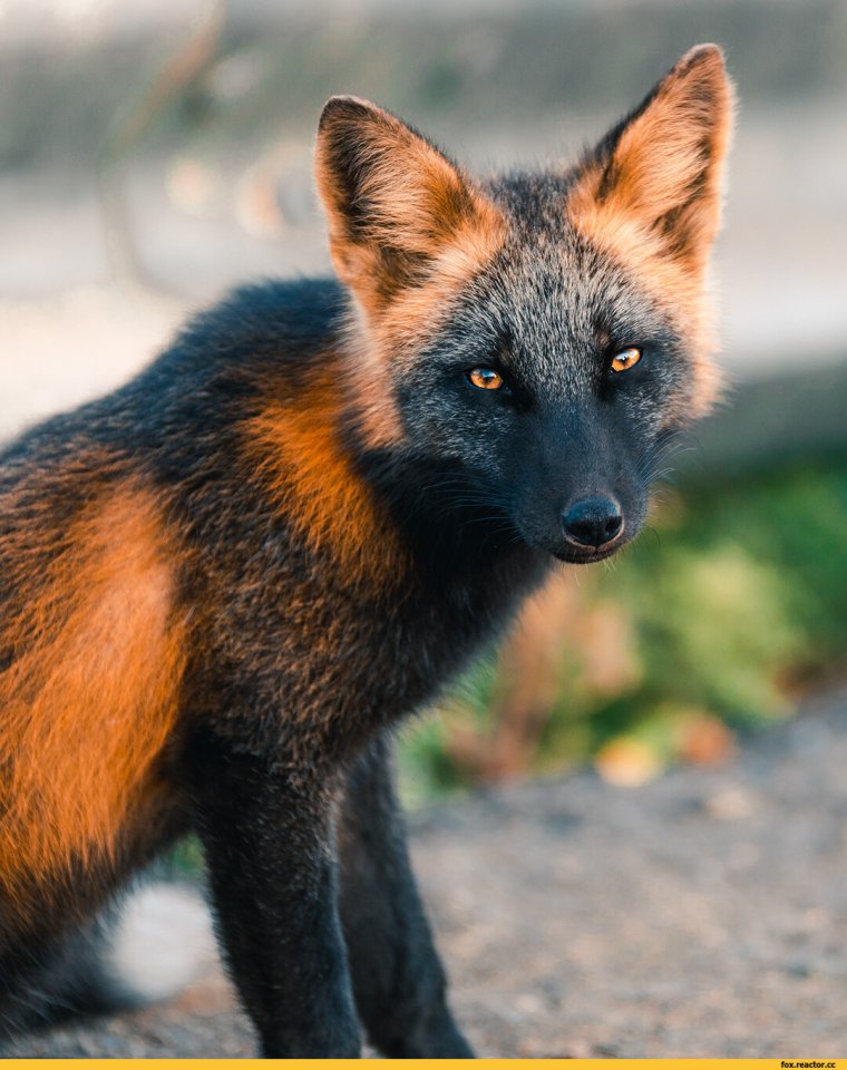 Чернобурая лиса