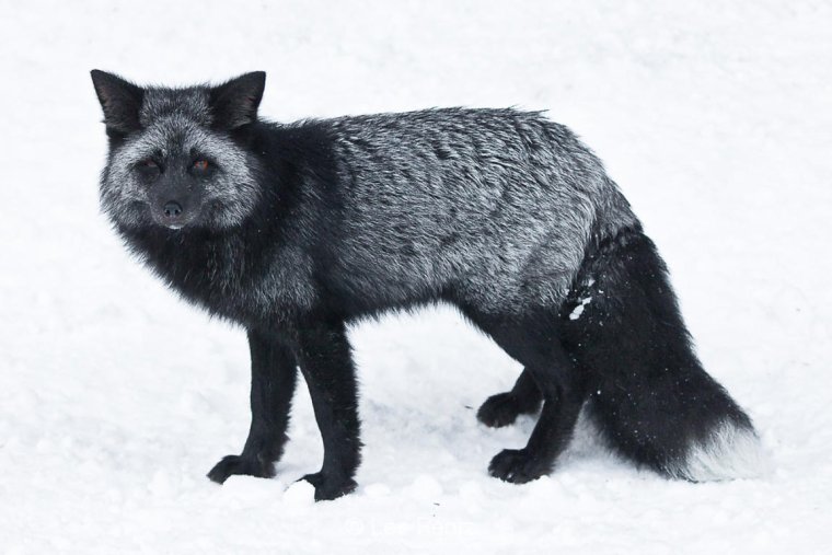 Песец черный