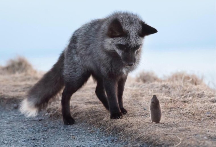 Песец и чернобурая лиса