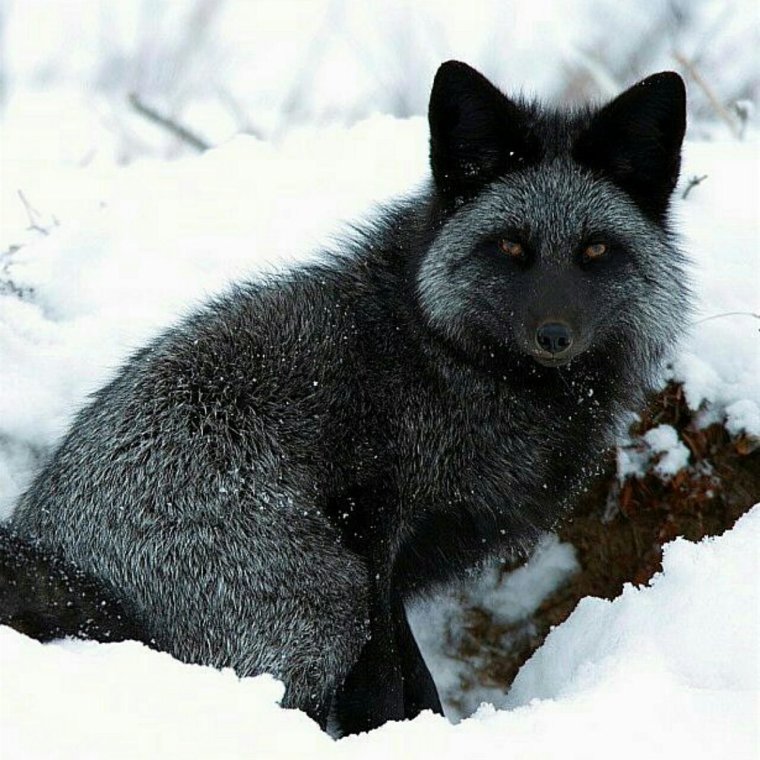 Чернобурый песец