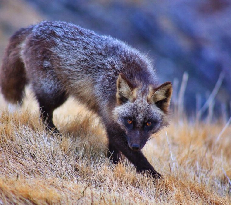 Чернобурая лиса Домино