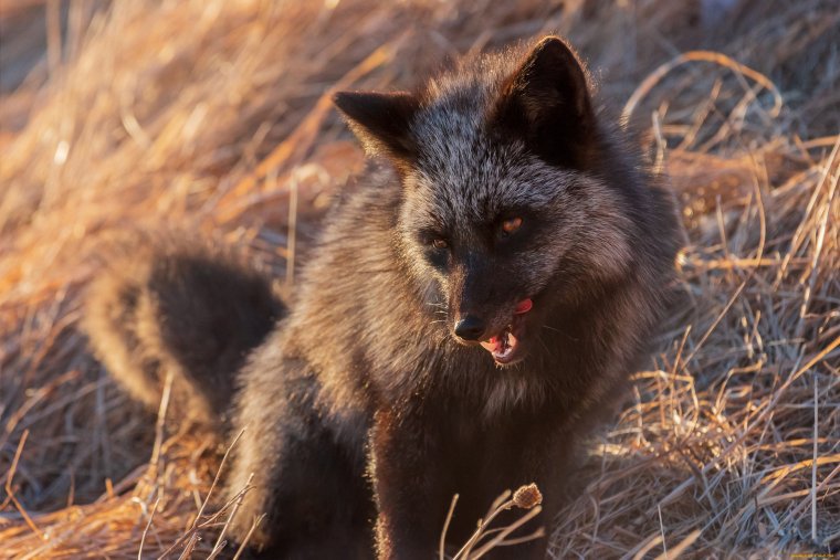 Чернобурая лисица