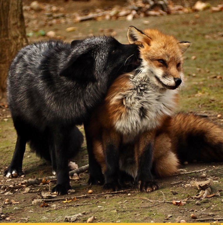 Чернобурая лисица рыжая