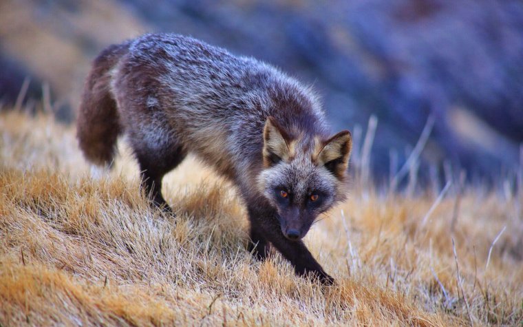 Лисица меланист